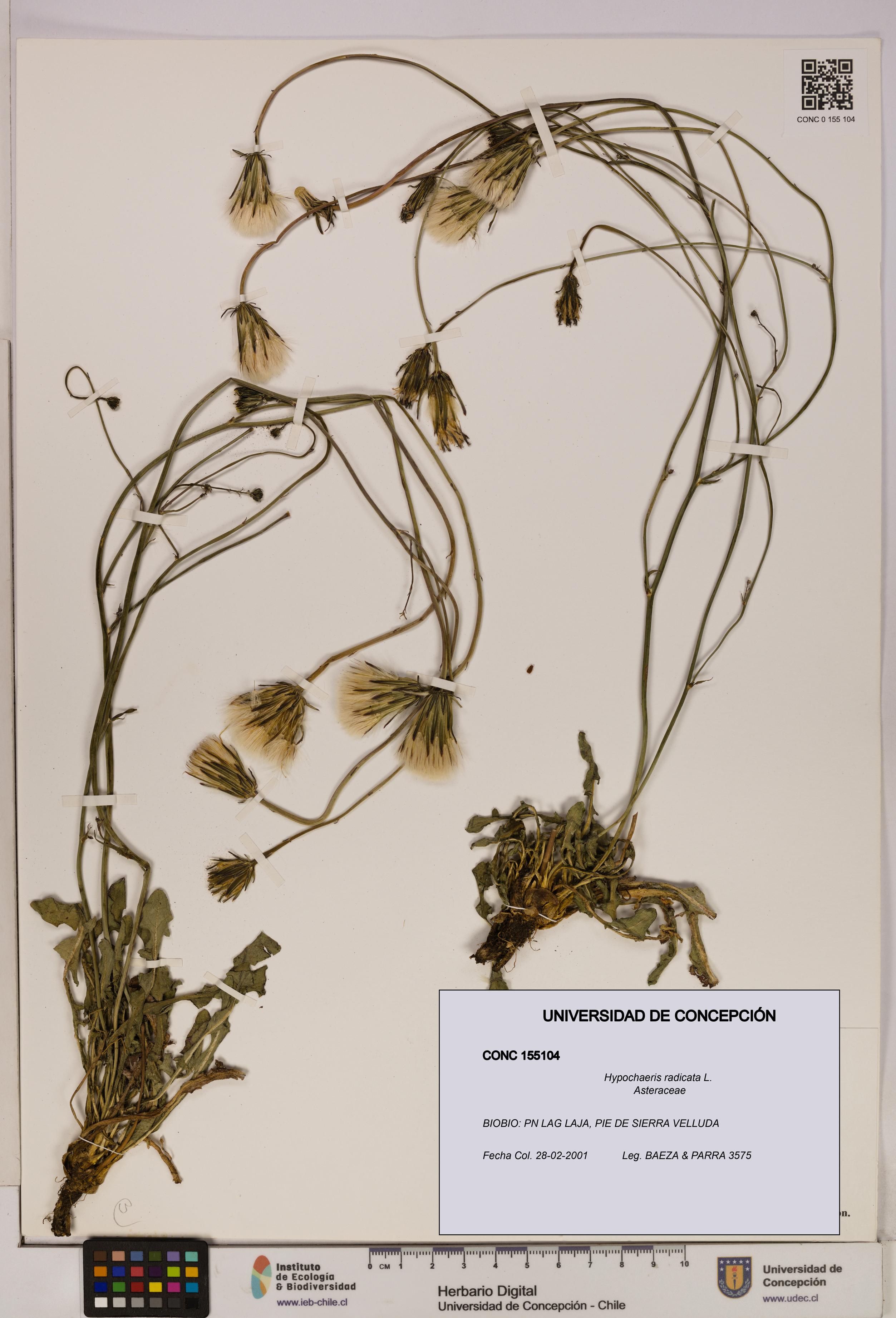 Hypochaeris radicata [Espécimen: UDEC:CONC:0155104]