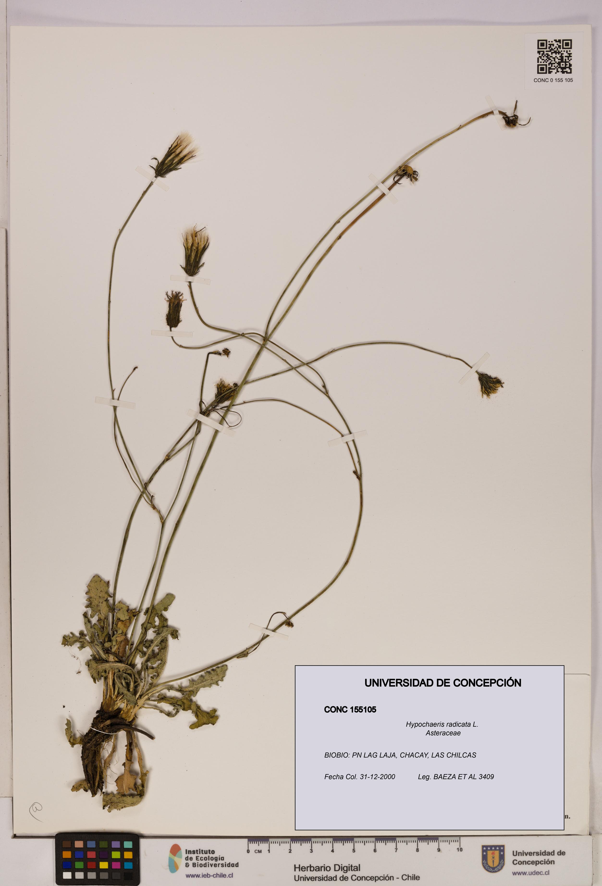 Hypochaeris radicata [Espécimen: UDEC:CONC:0155105]