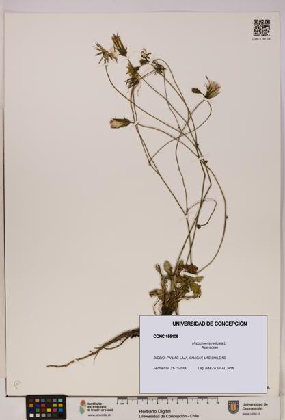 Hypochaeris radicata [Espécimen: UDEC:CONC:0155106]