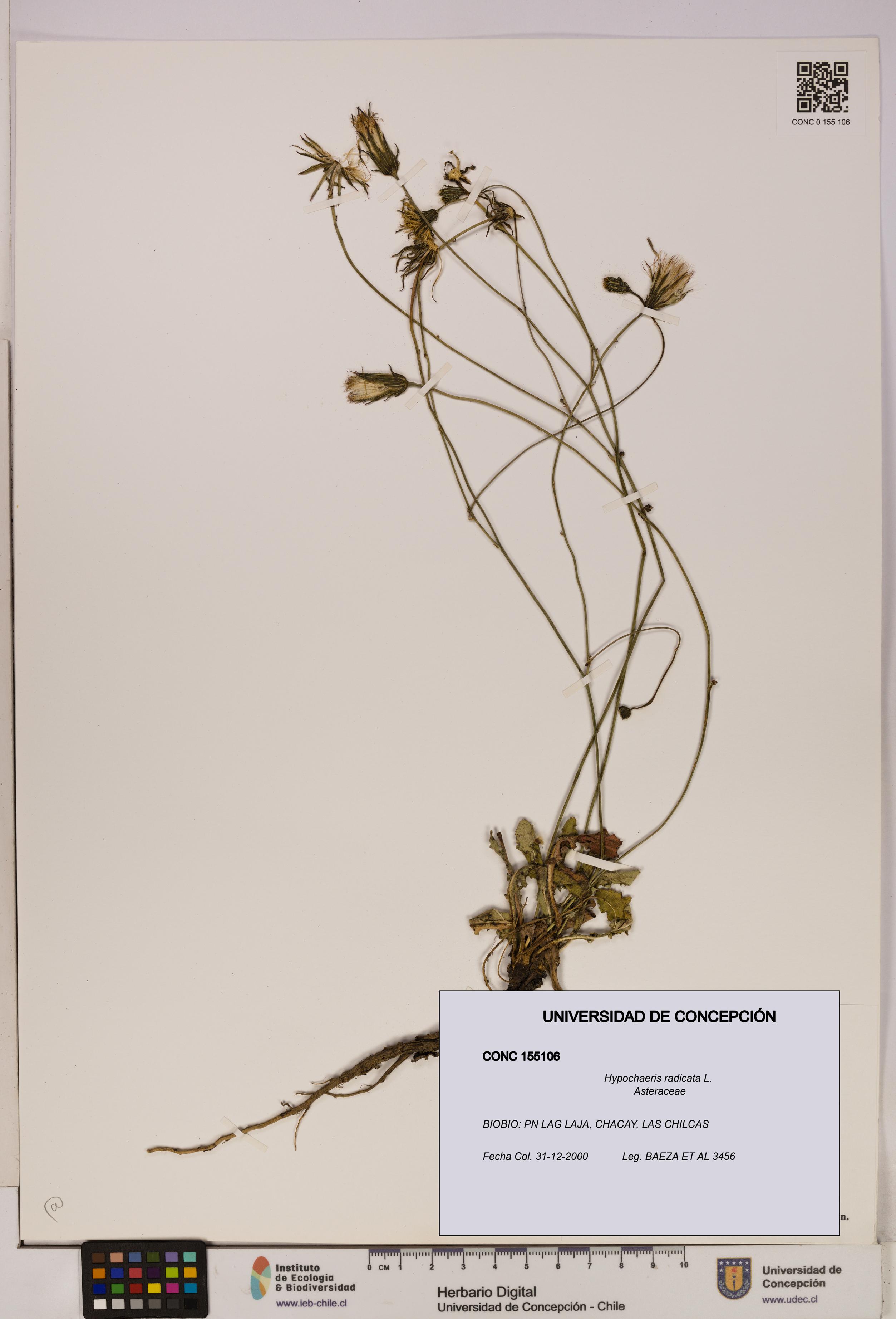Hypochaeris radicata [Espécimen: UDEC:CONC:0155106]