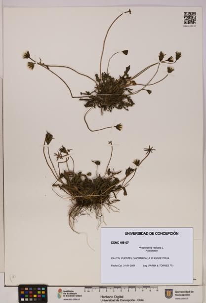 Hypochaeris radicata [Espécimen: UDEC:CONC:0155107]