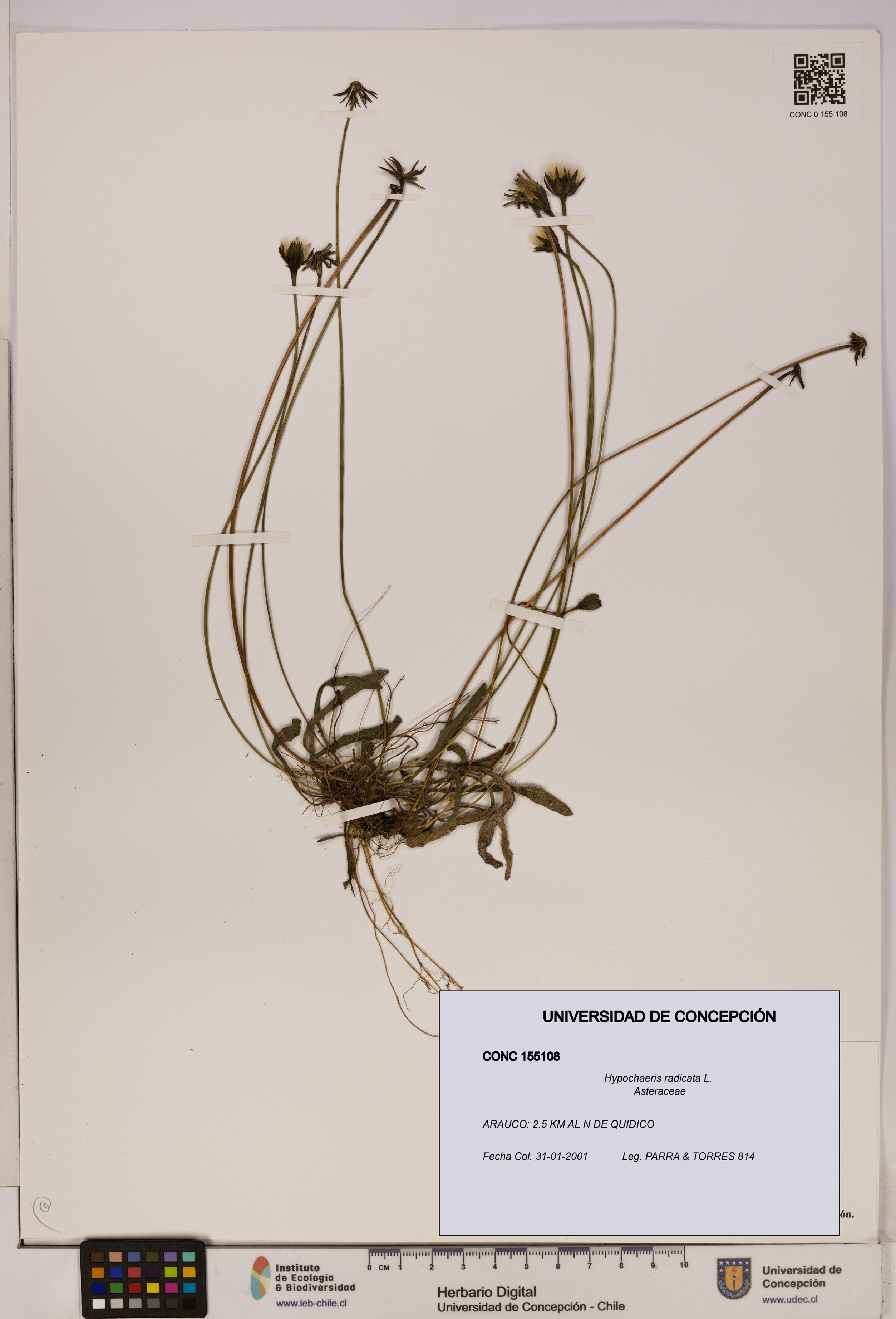 Hypochaeris radicata [Espécimen: UDEC:CONC:0155108]