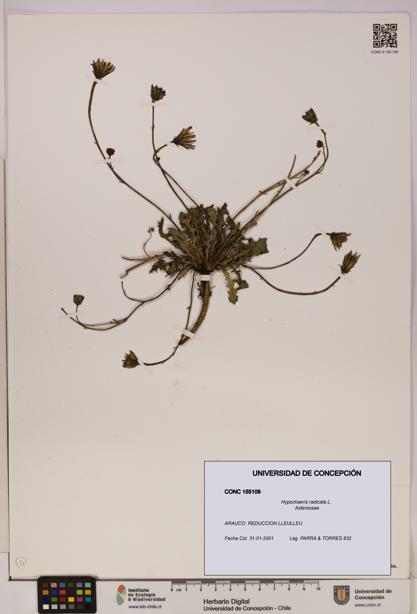 Hypochaeris radicata [Espécimen: UDEC:CONC:0155109]