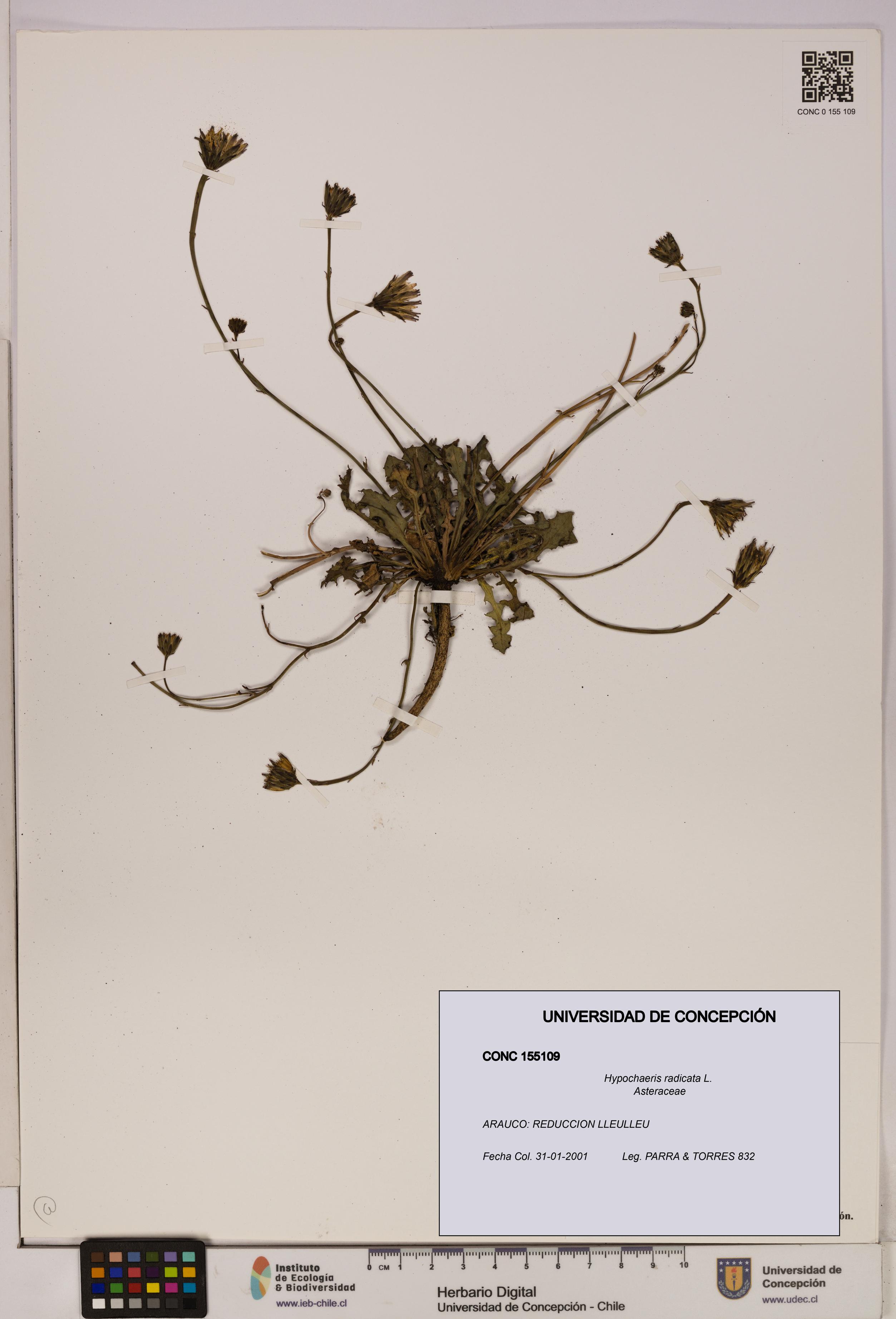 Hypochaeris radicata [Espécimen: UDEC:CONC:0155109]