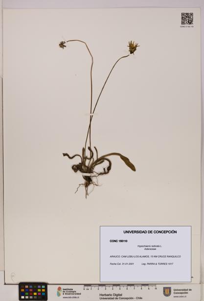 Hypochaeris radicata [Espécimen: UDEC:CONC:0155110]