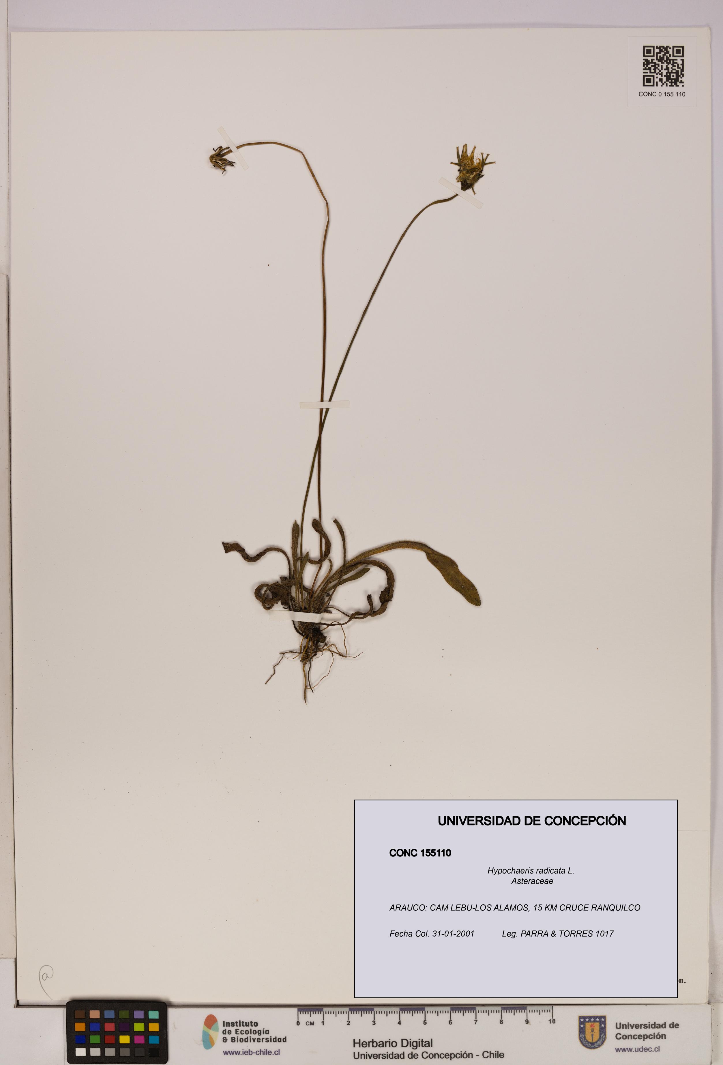 Hypochaeris radicata [Espécimen: UDEC:CONC:0155110]