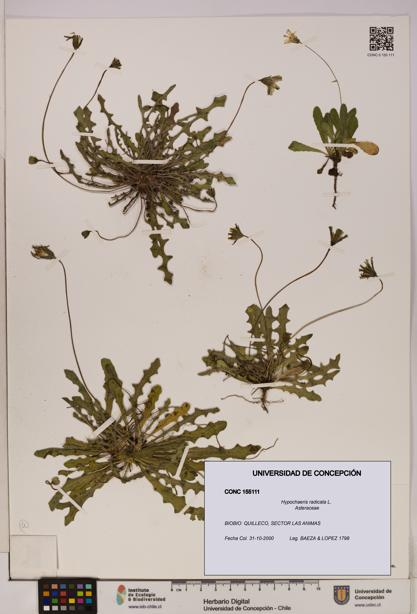 Hypochaeris radicata [Espécimen: UDEC:CONC:0155111]