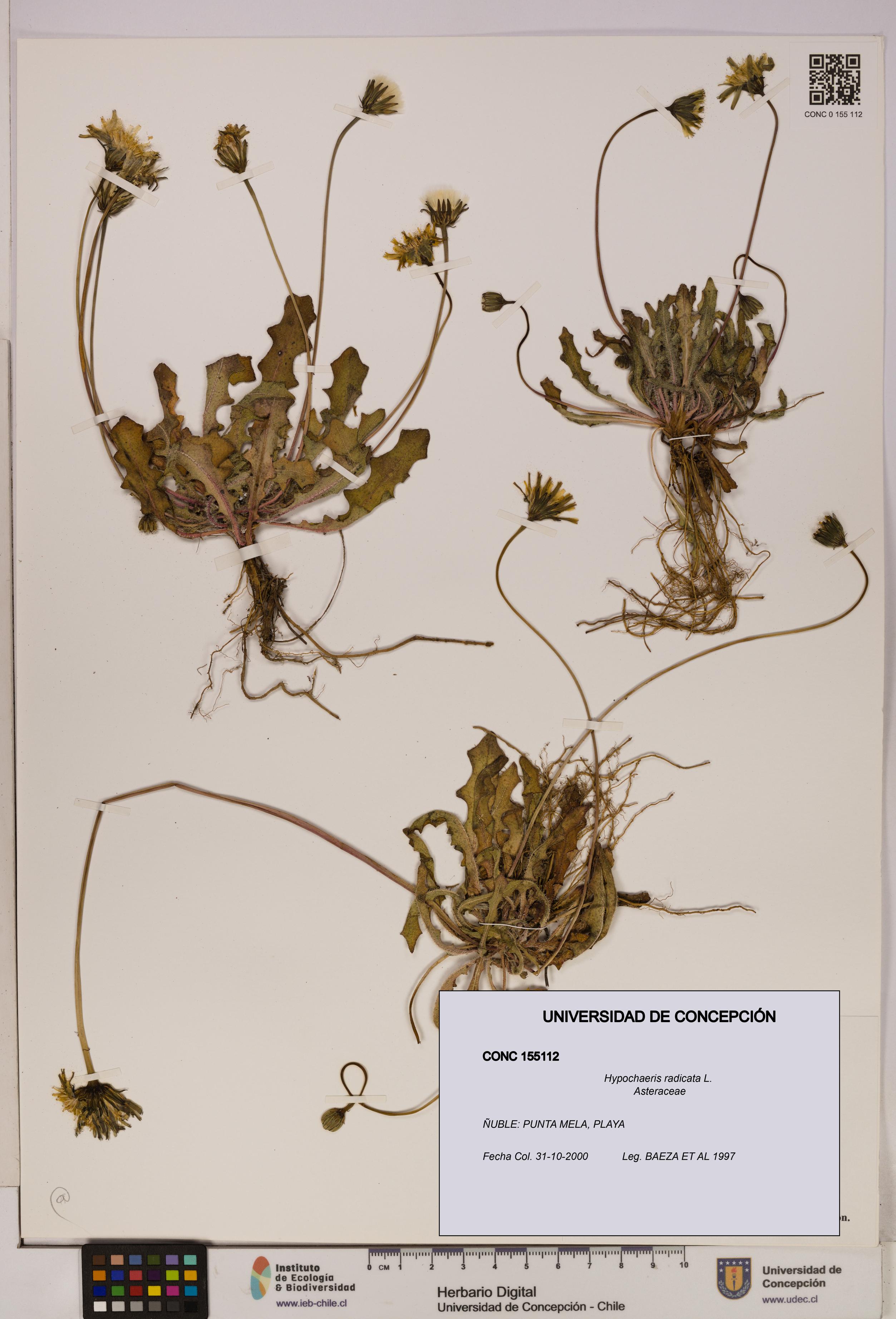 Hypochaeris radicata [Espécimen: UDEC:CONC:0155112]