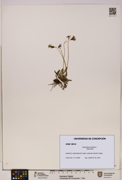 Hypochaeris radicata [Espécimen: UDEC:CONC:0155113]