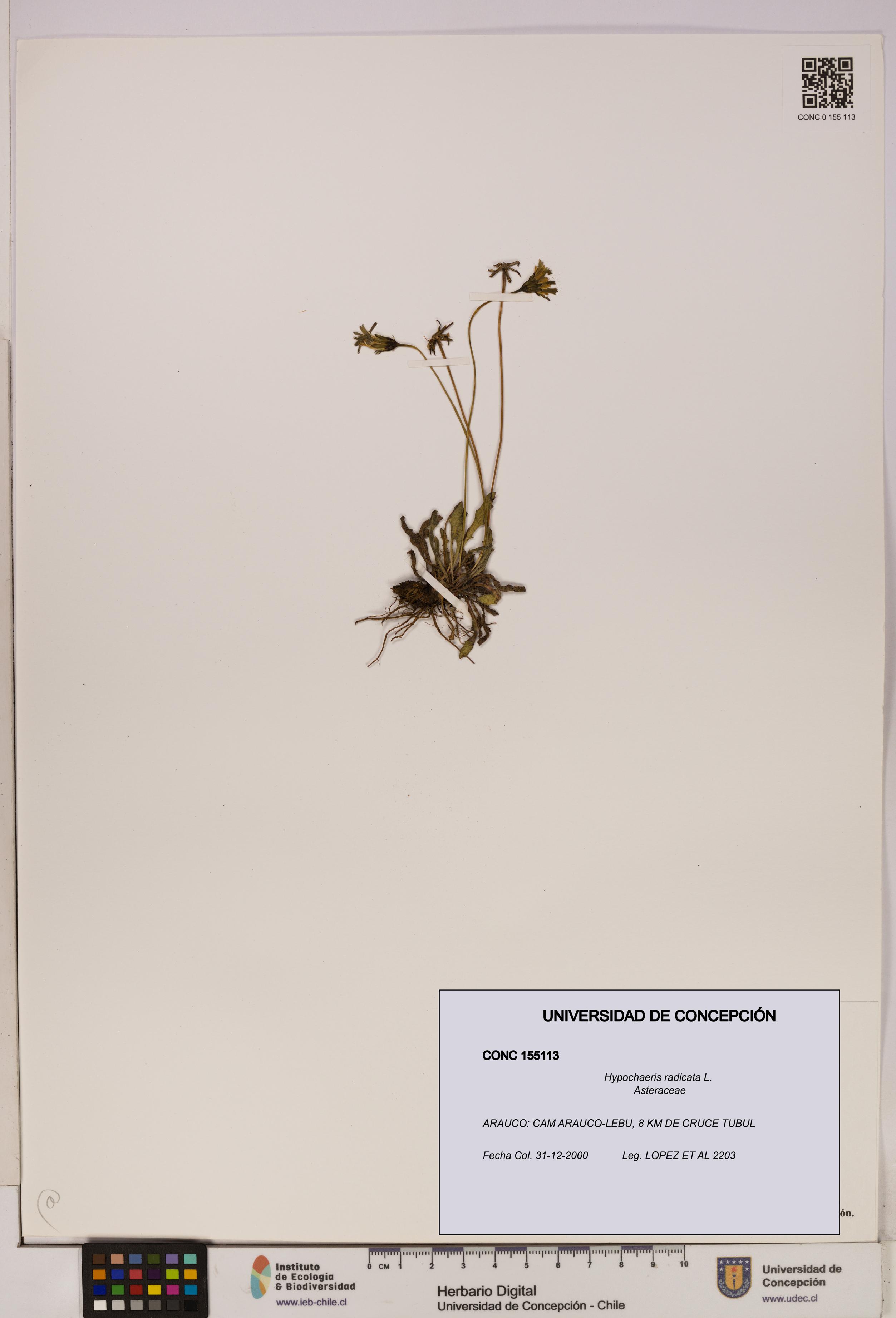Hypochaeris radicata [Espécimen: UDEC:CONC:0155113]