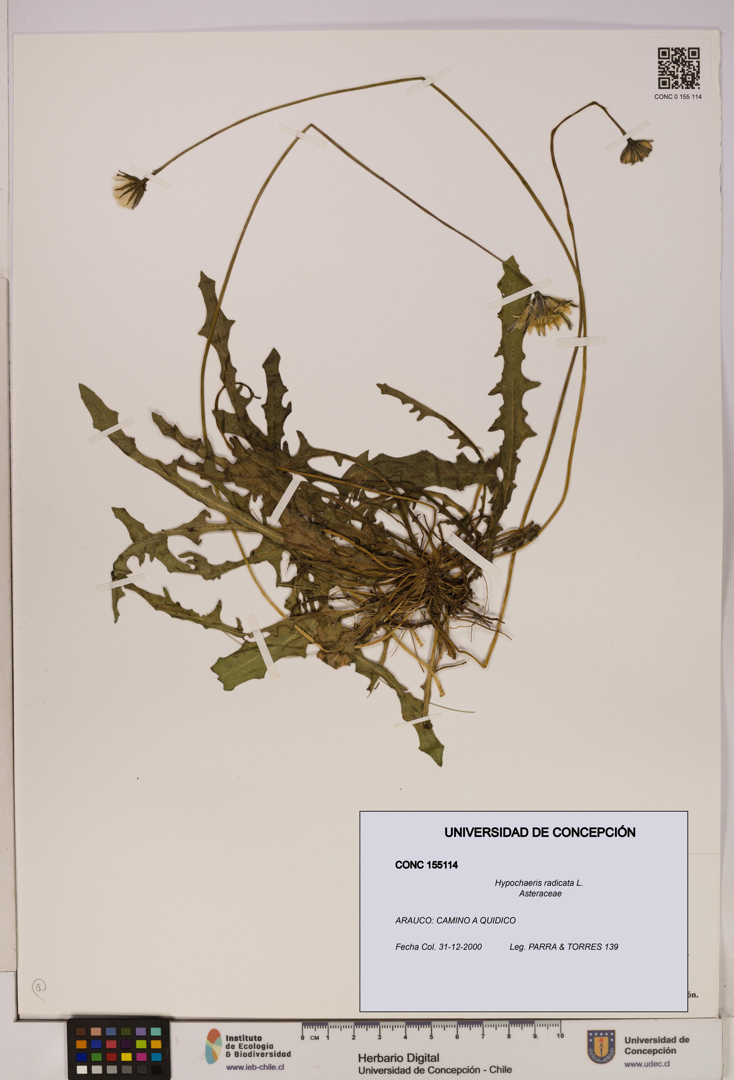 Hypochaeris radicata [Espécimen: UDEC:CONC:0155114]