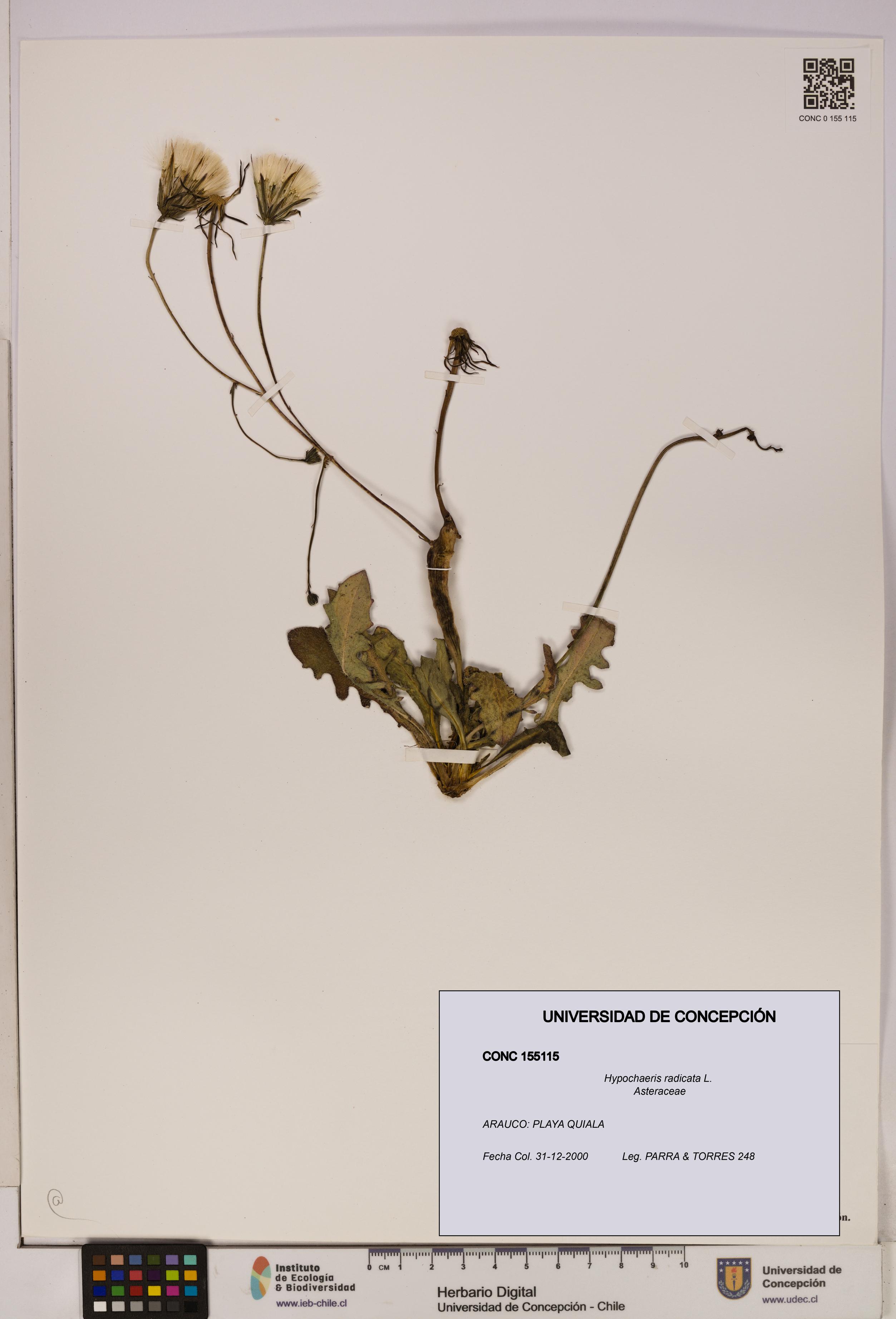Hypochaeris radicata [Espécimen: UDEC:CONC:0155115]