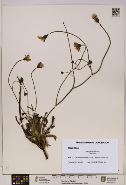 Hypochaeris radicata [Espécimen: UDEC:CONC:0155116]