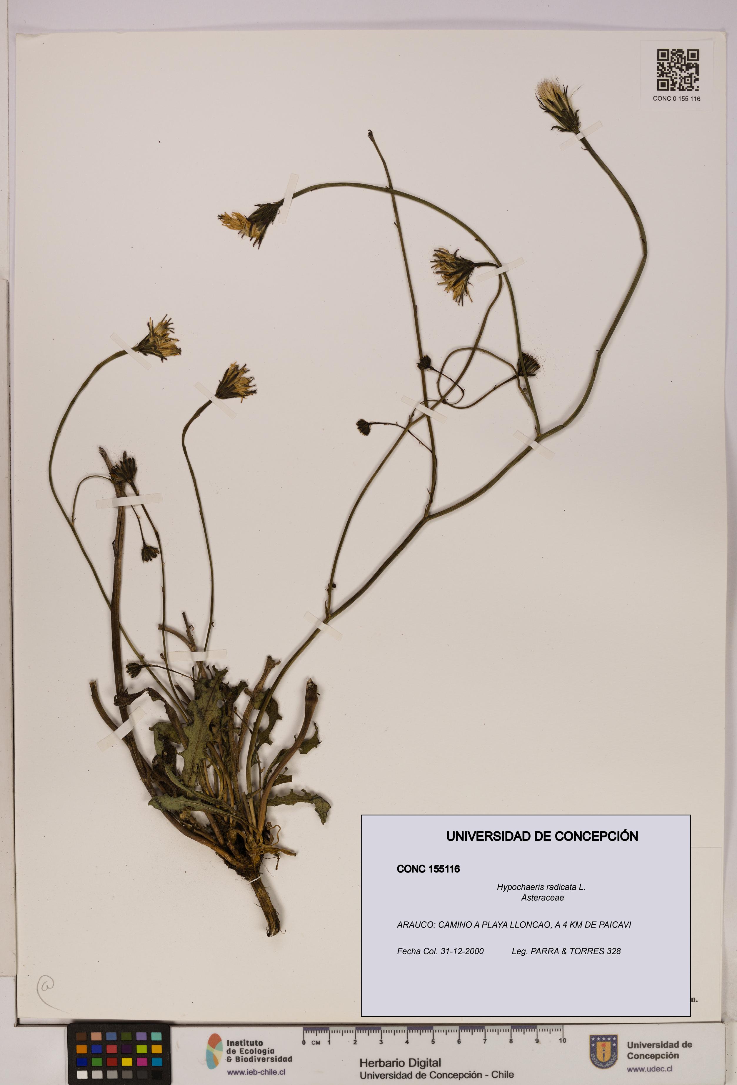Hypochaeris radicata [Espécimen: UDEC:CONC:0155116]