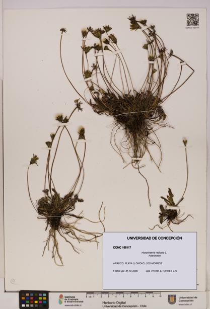 Hypochaeris radicata [Espécimen: UDEC:CONC:0155117]