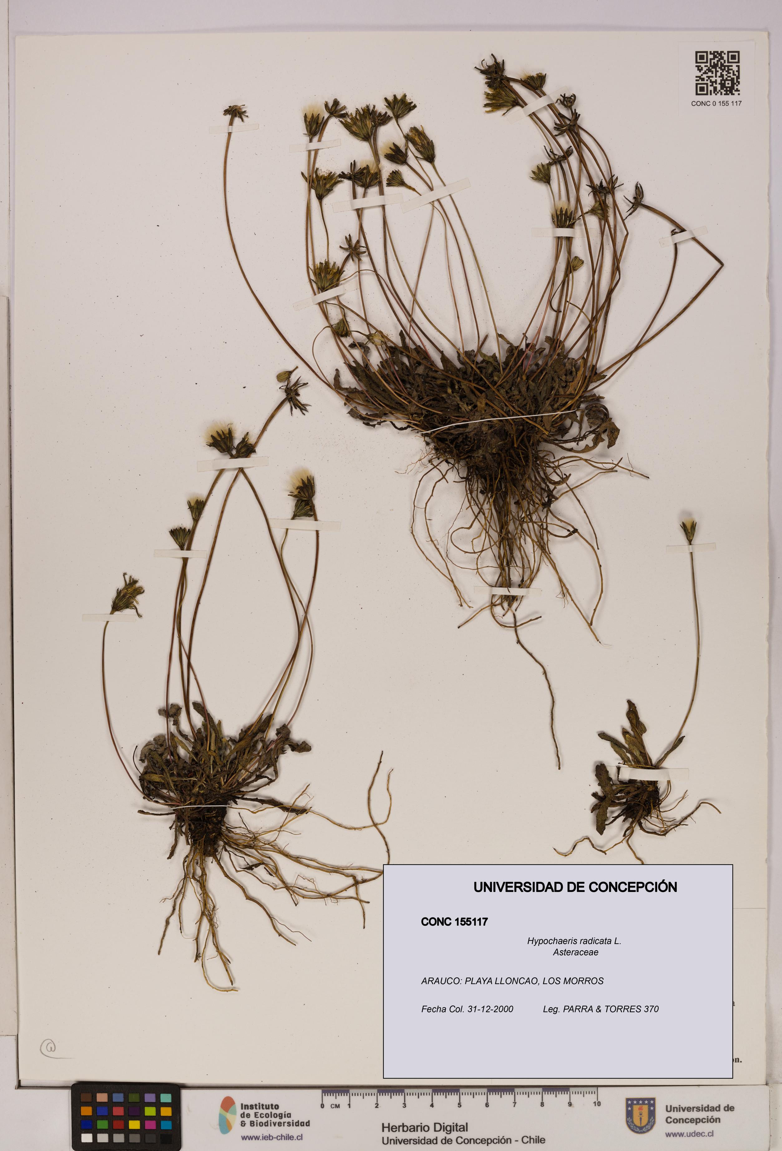 Hypochaeris radicata [Espécimen: UDEC:CONC:0155117]