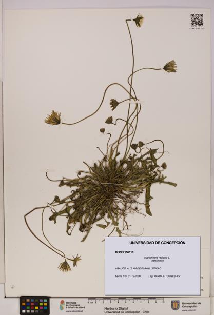 Hypochaeris radicata [Espécimen: UDEC:CONC:0155118]