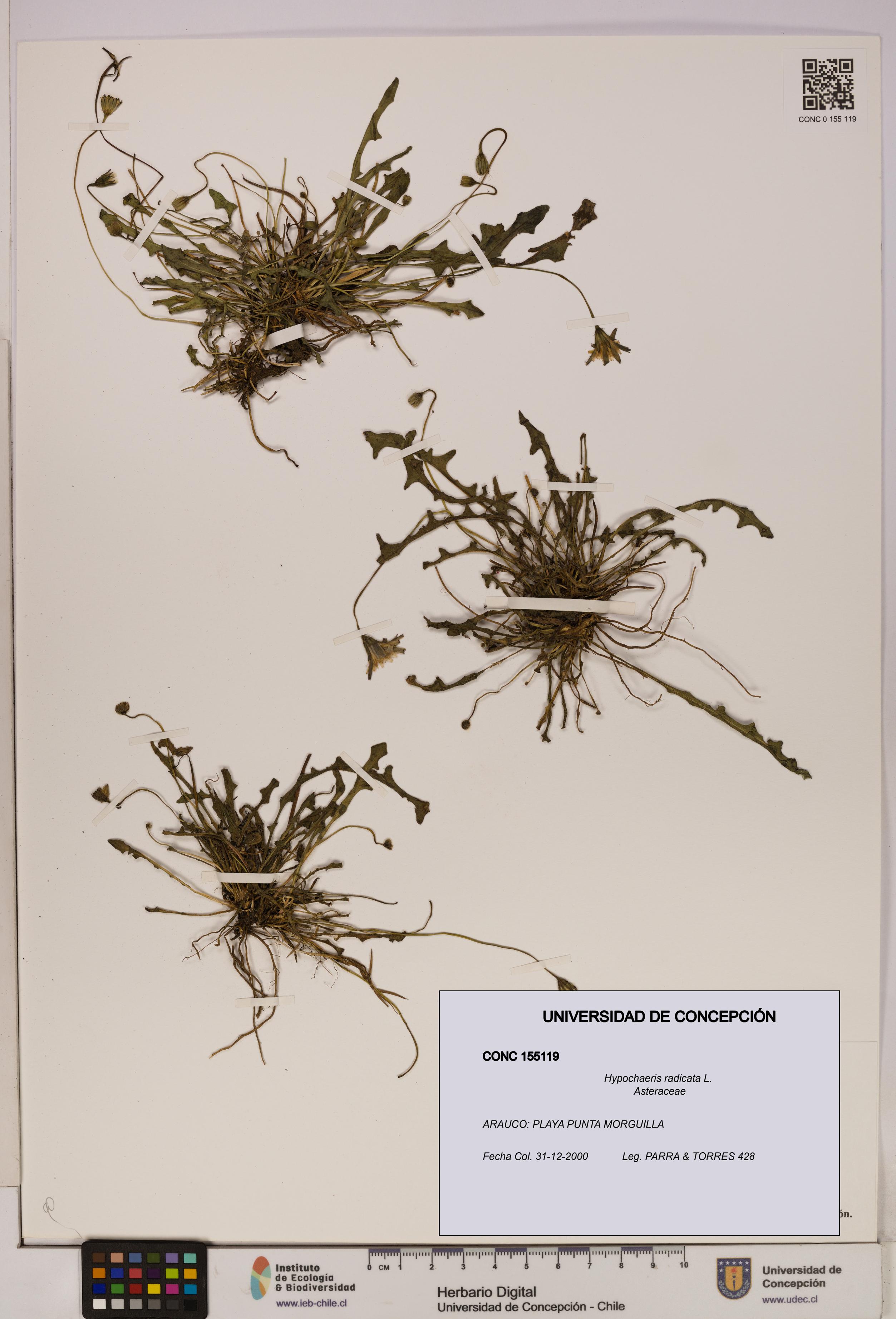 Hypochaeris radicata [Espécimen: UDEC:CONC:0155119]