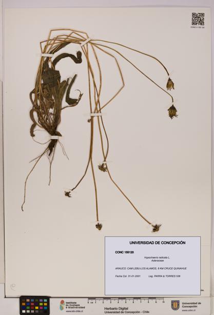 Hypochaeris radicata [Espécimen: UDEC:CONC:0155120]