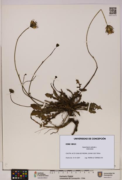 Hypochaeris radicata [Espécimen: UDEC:CONC:0155121]