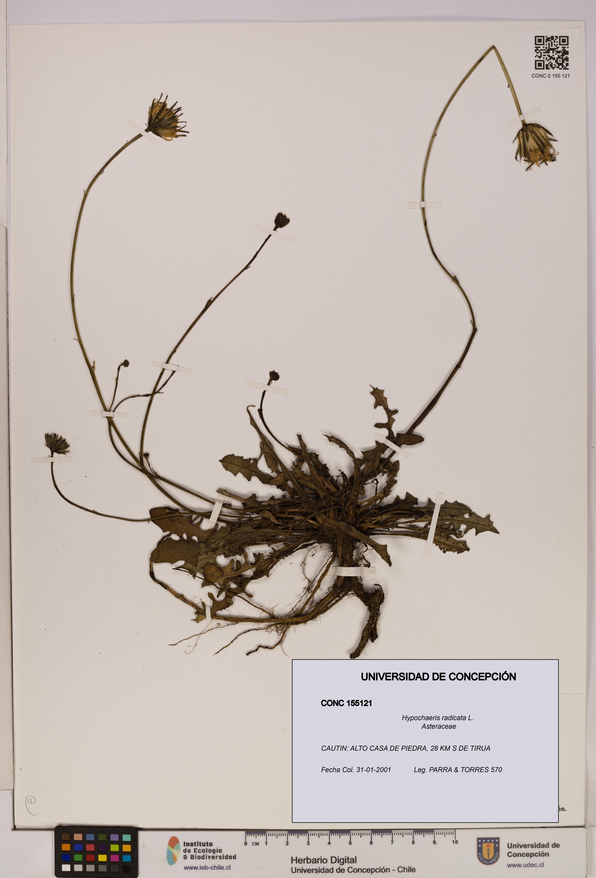 Hypochaeris radicata [Espécimen: UDEC:CONC:0155121]