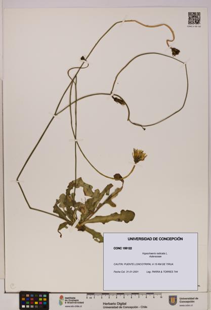 Hypochaeris radicata [Espécimen: UDEC:CONC:0155122]