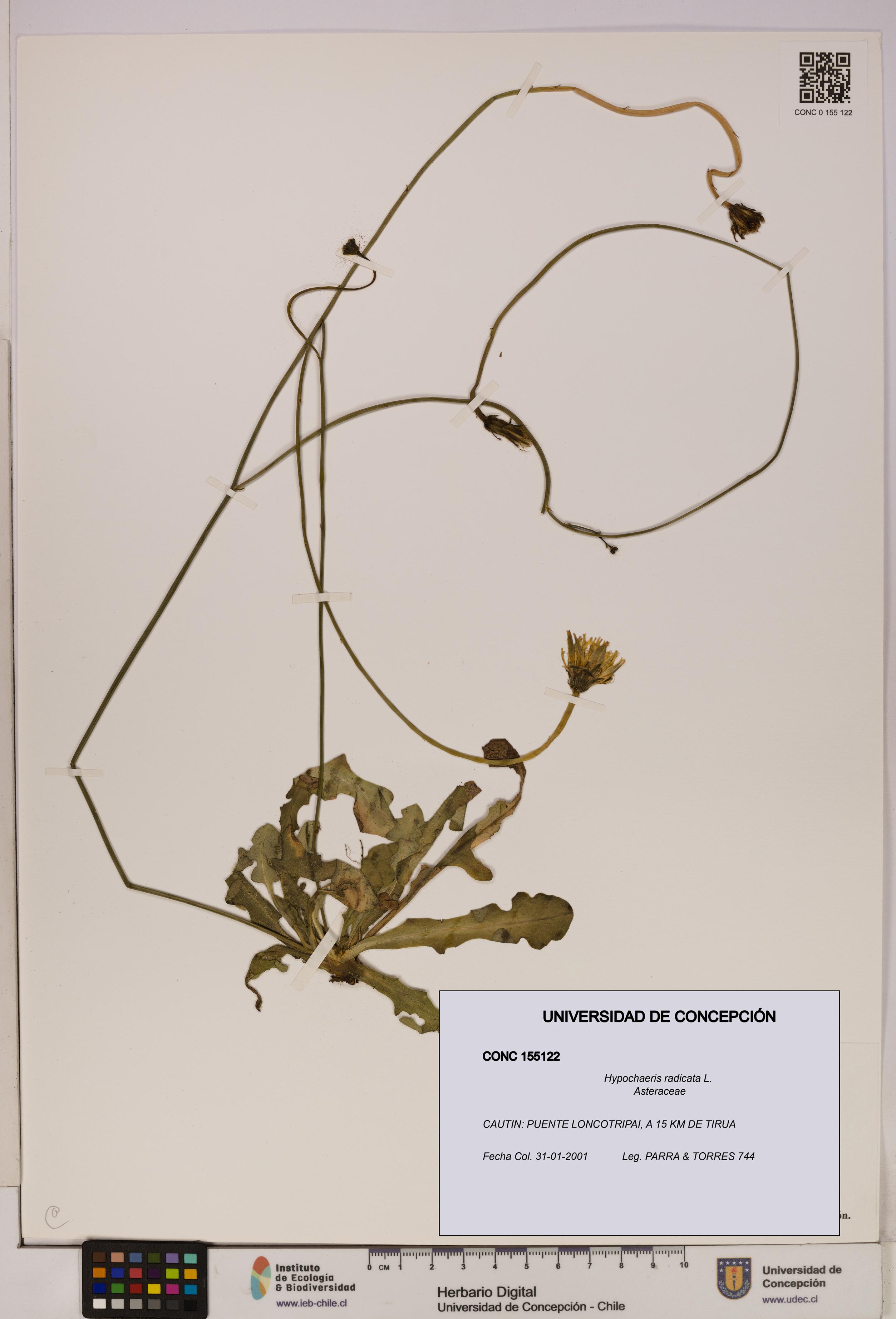 Hypochaeris radicata [Espécimen: UDEC:CONC:0155122]
