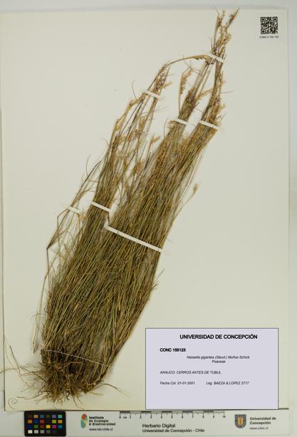 Nassella gigantea [Espécimen: UDEC:CONC:0155123]