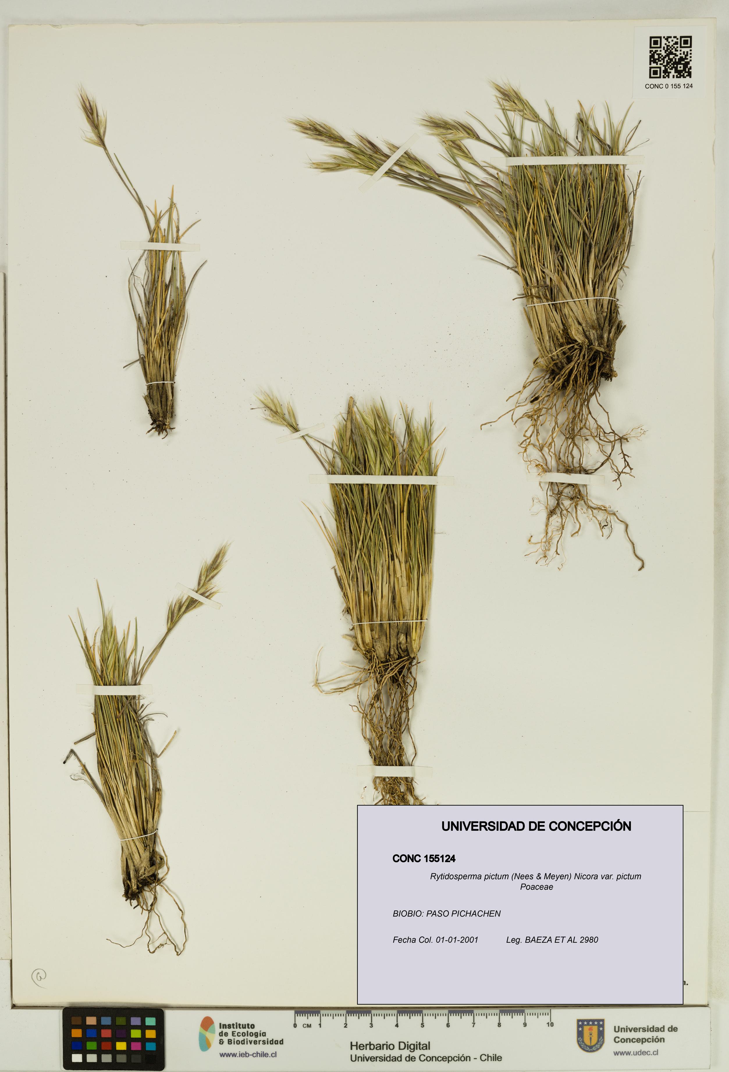 Rytidosperma pictum var. pictum [Espécimen: UDEC:CONC:0155124]