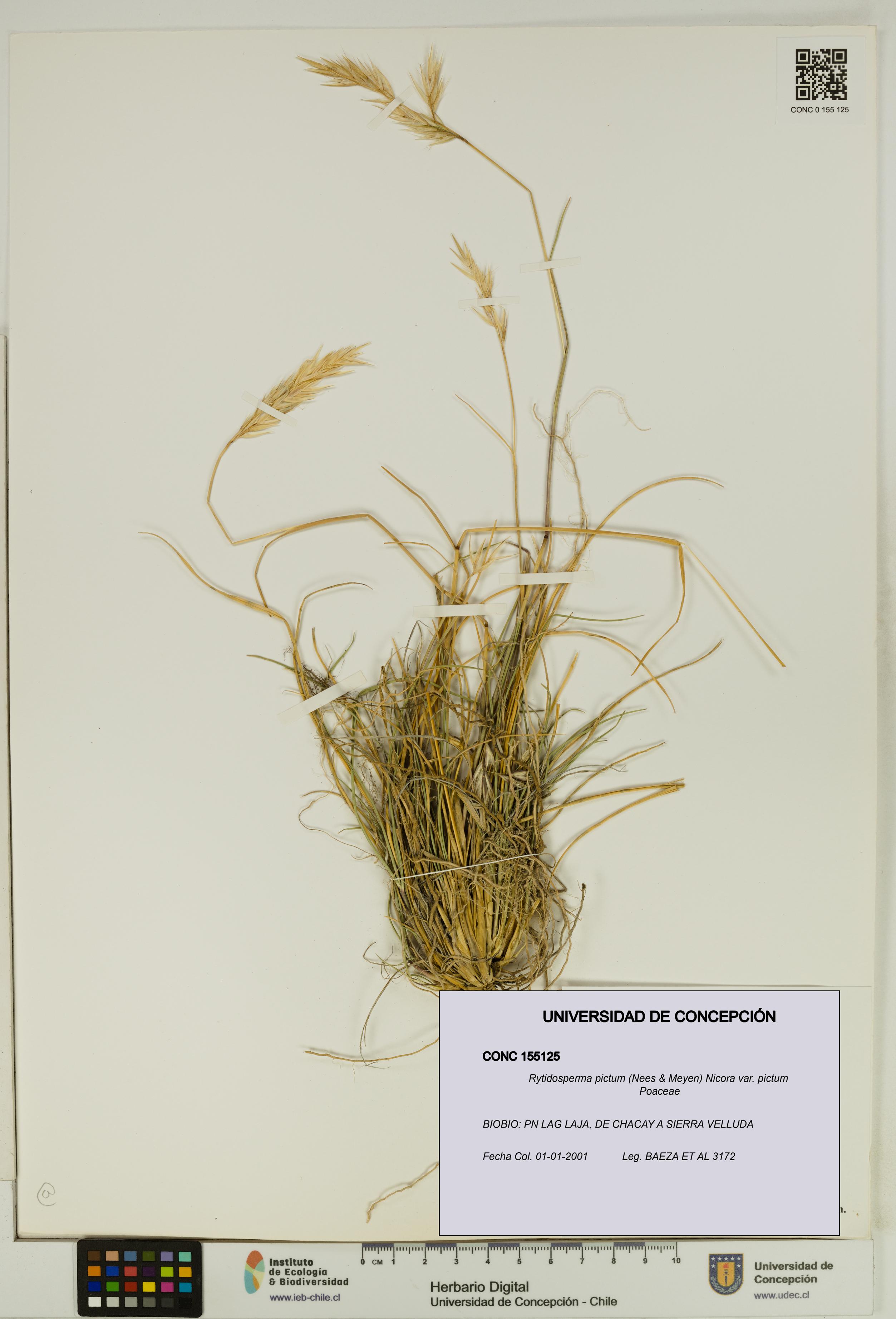 Rytidosperma pictum var. pictum [Espécimen: UDEC:CONC:0155125]