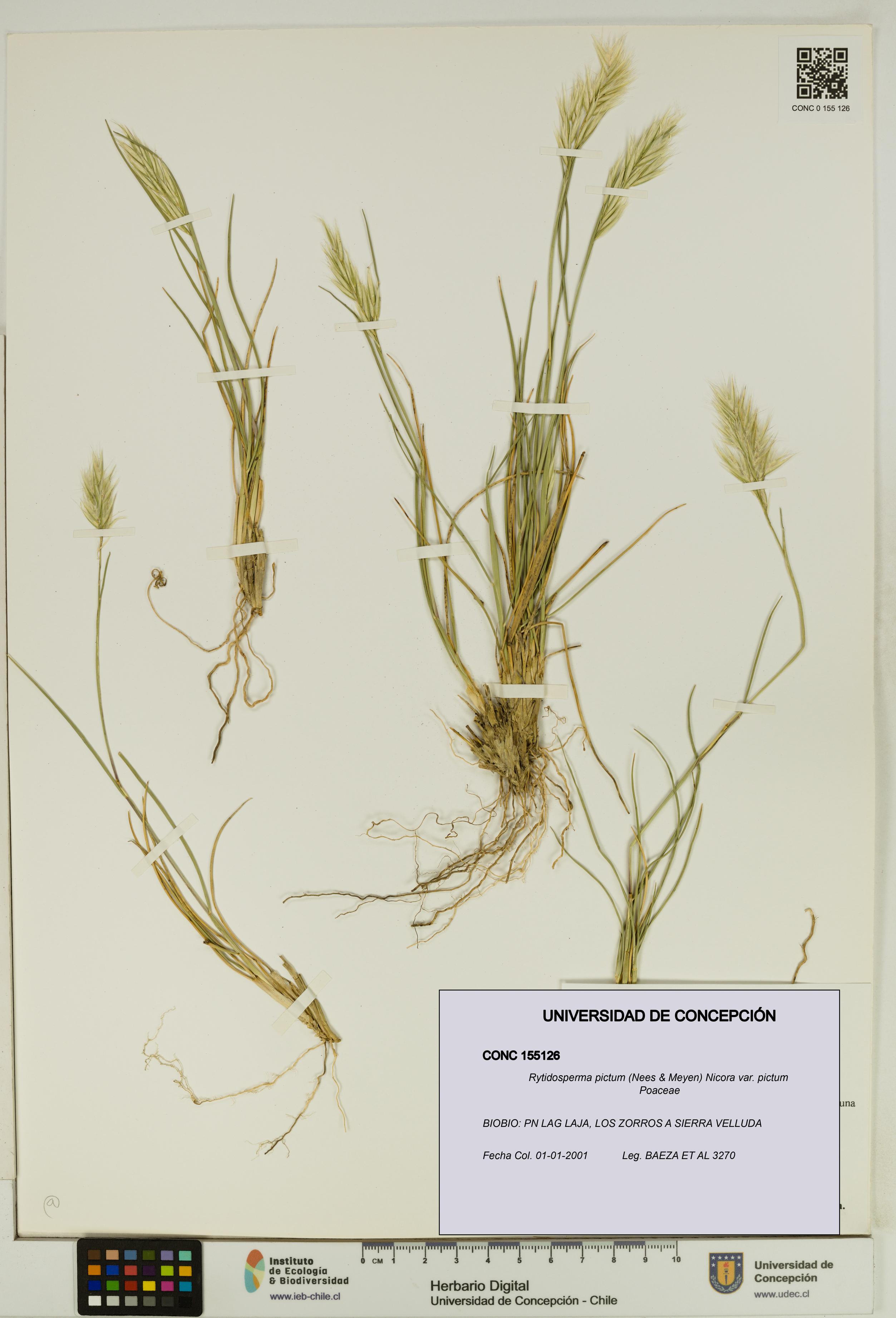 Rytidosperma pictum var. pictum [Espécimen: UDEC:CONC:0155126]