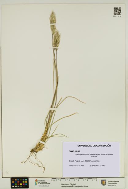 Rytidosperma pictum var. pictum [Espécimen: UDEC:CONC:0155127]