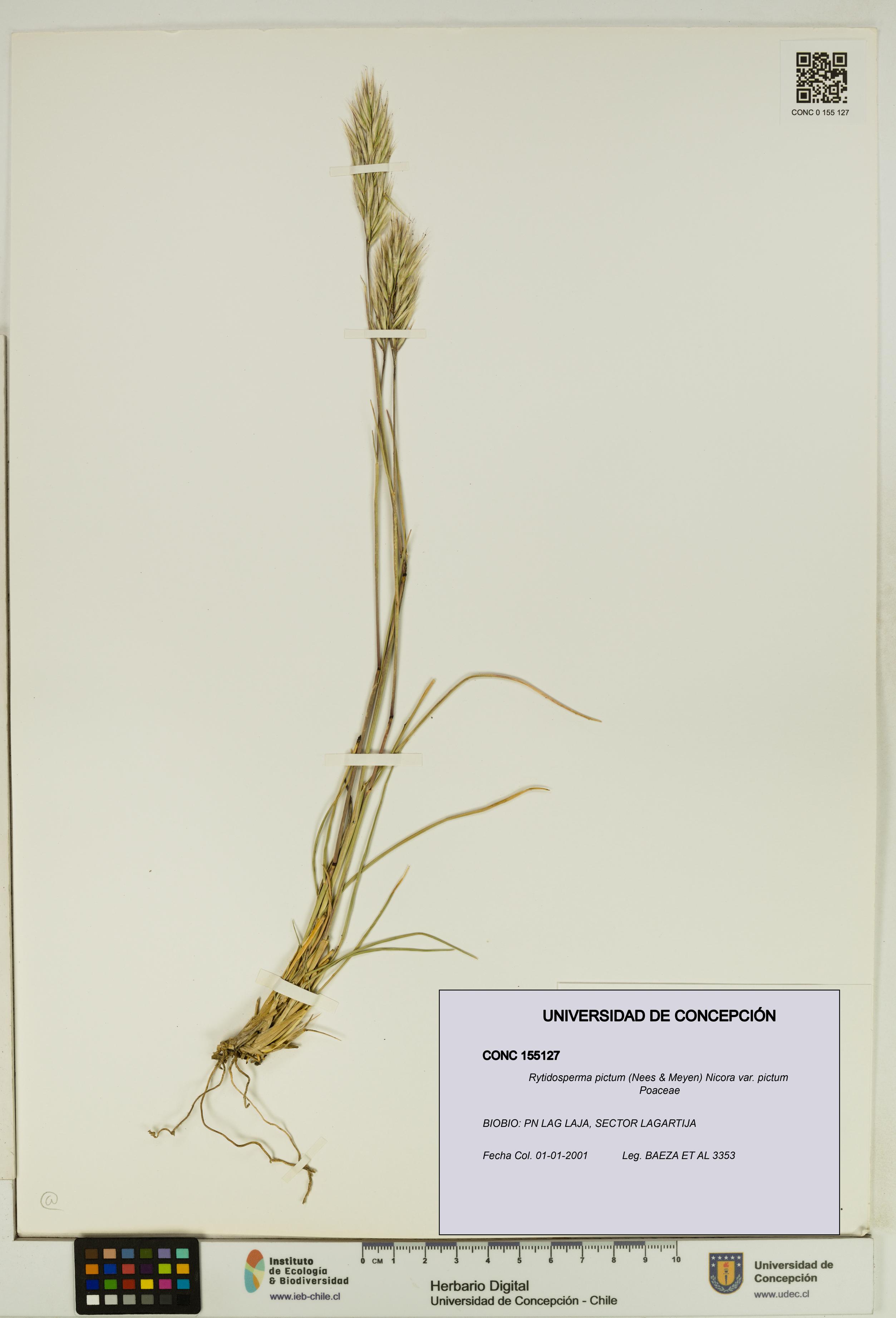 Rytidosperma pictum var. pictum [Espécimen: UDEC:CONC:0155127]
