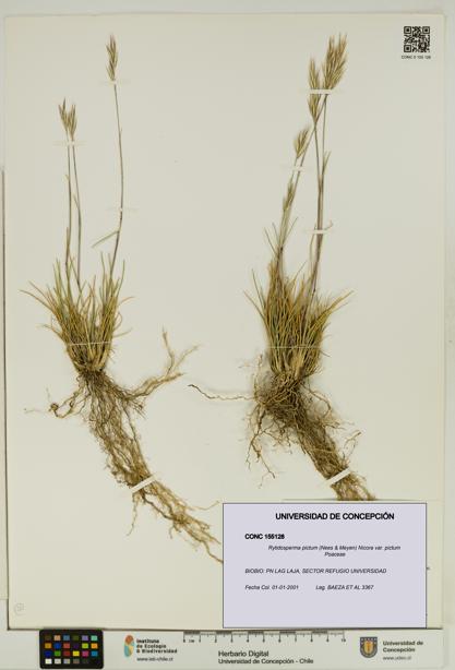 Rytidosperma pictum var. pictum [Espécimen: UDEC:CONC:0155128]