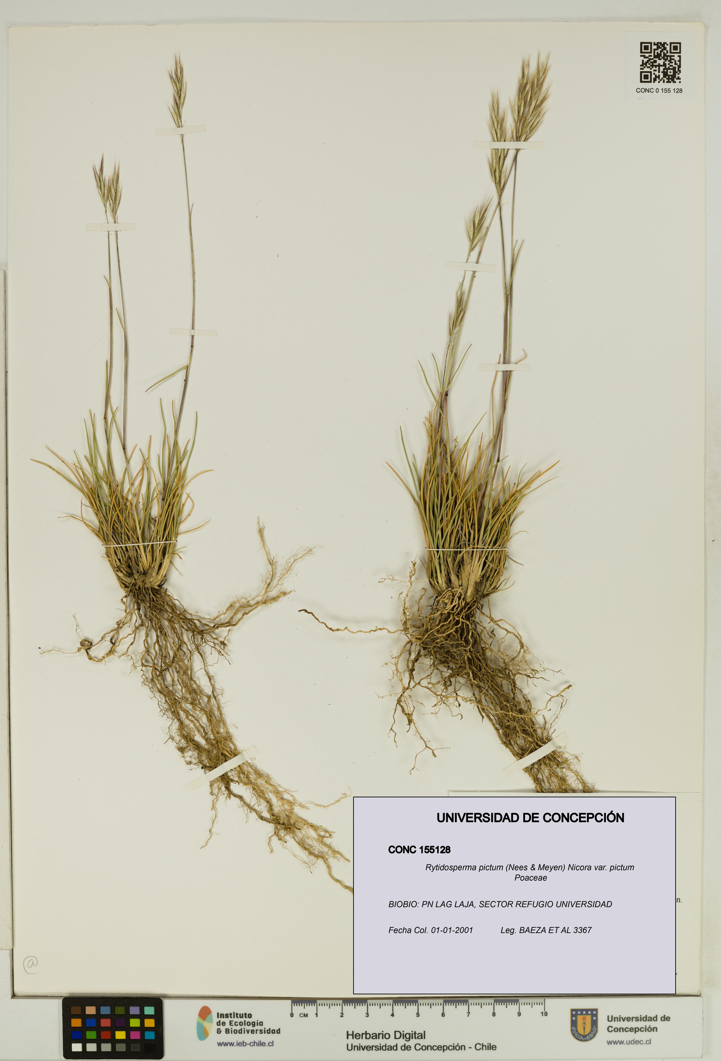 Rytidosperma pictum var. pictum [Espécimen: UDEC:CONC:0155128]