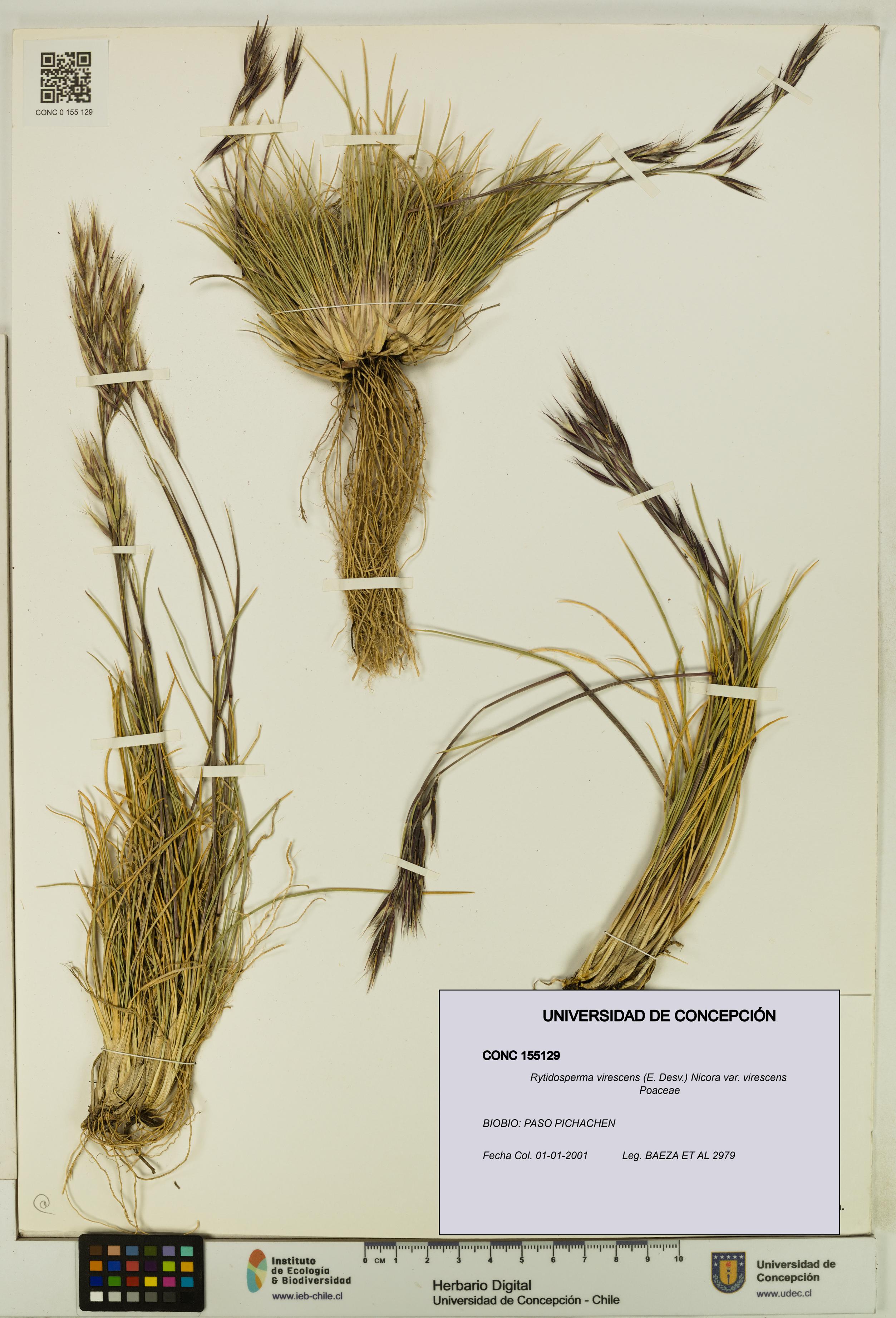 Rytidosperma virescens var. virescens [Espécimen: UDEC:CONC:0155129]