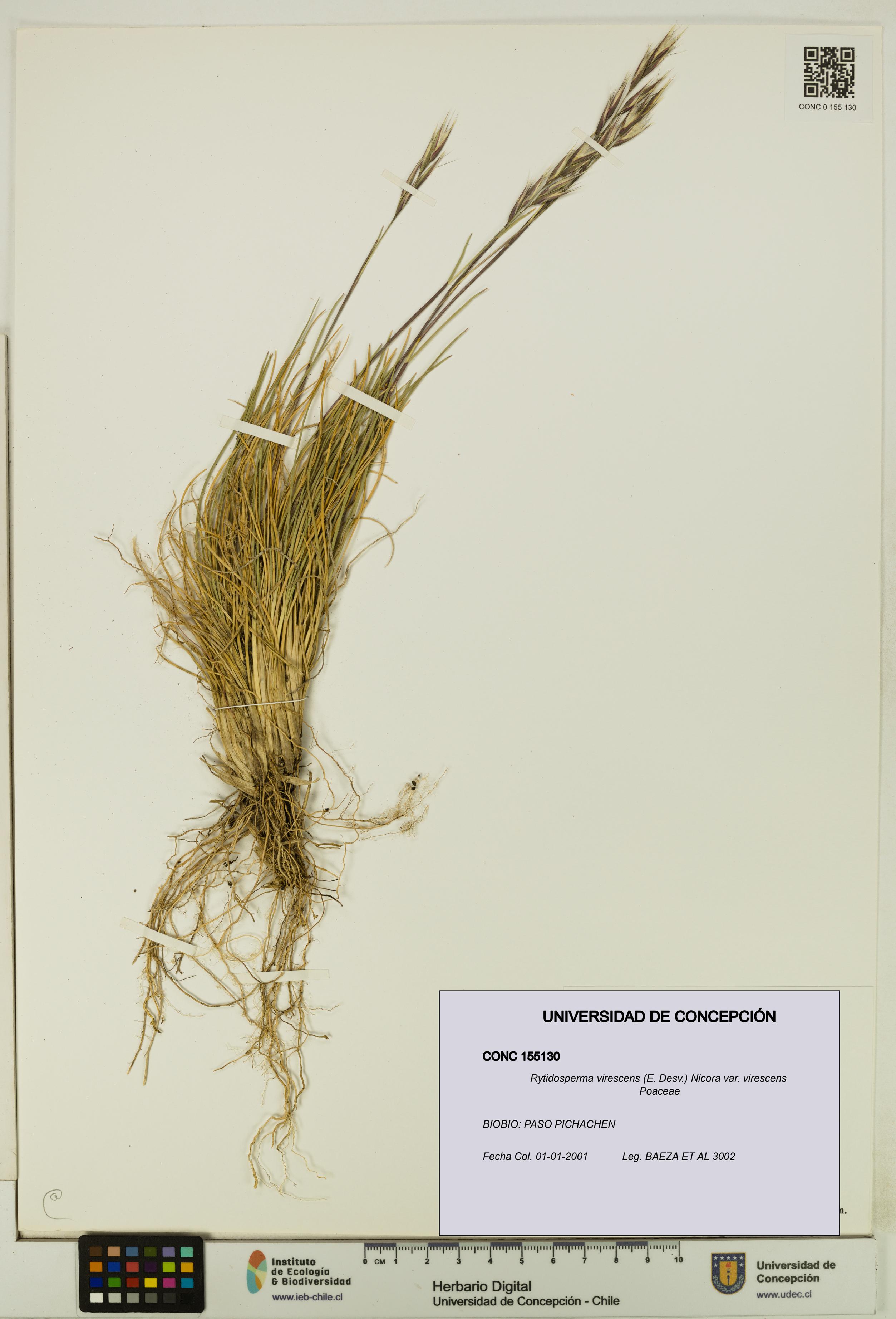 Rytidosperma virescens var. virescens [Espécimen: UDEC:CONC:0155130]