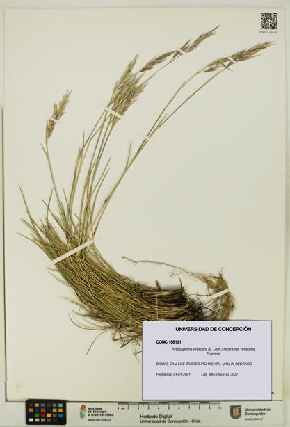 Rytidosperma virescens var. virescens [Espécimen: UDEC:CONC:0155131]