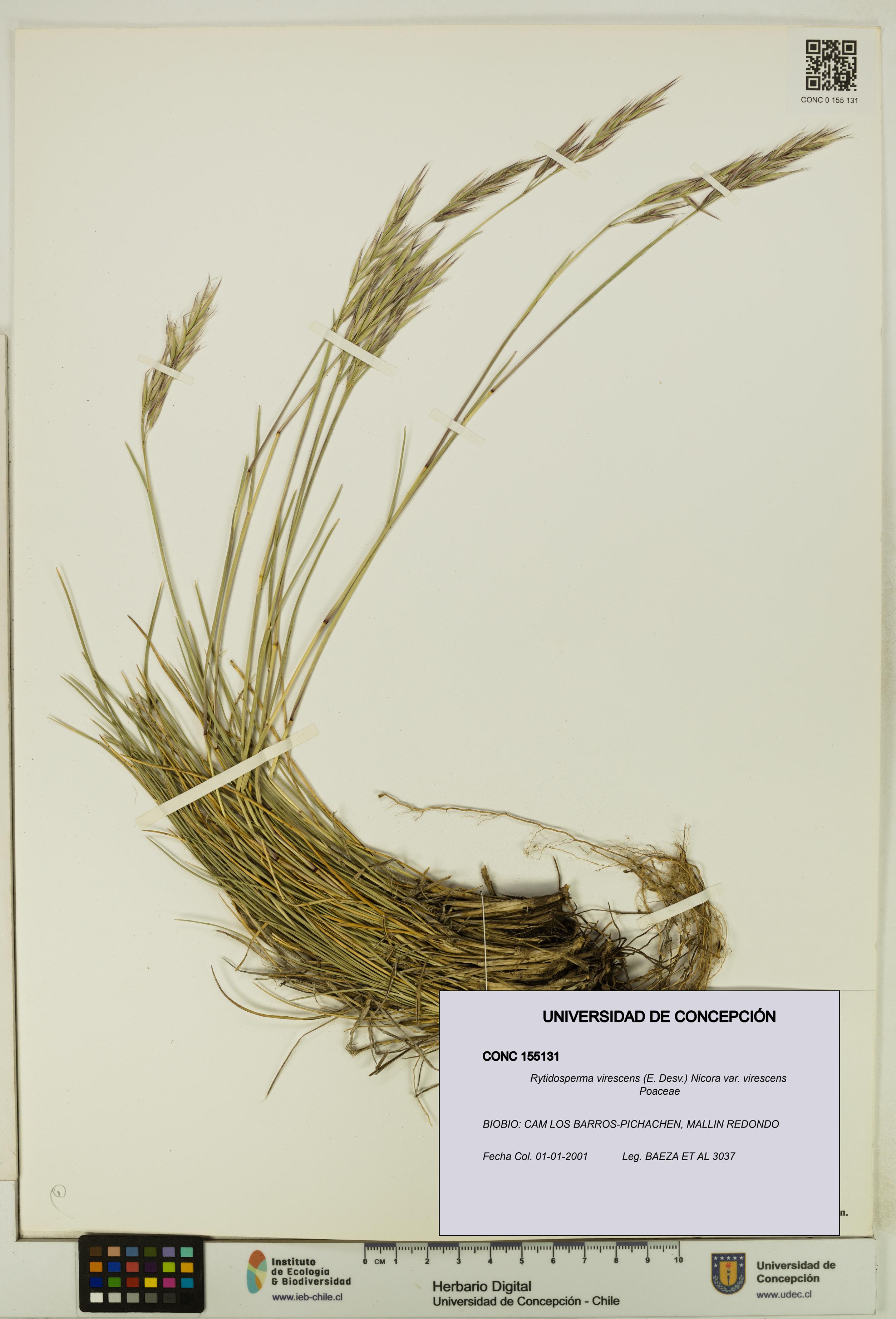 Rytidosperma virescens var. virescens [Espécimen: UDEC:CONC:0155131]