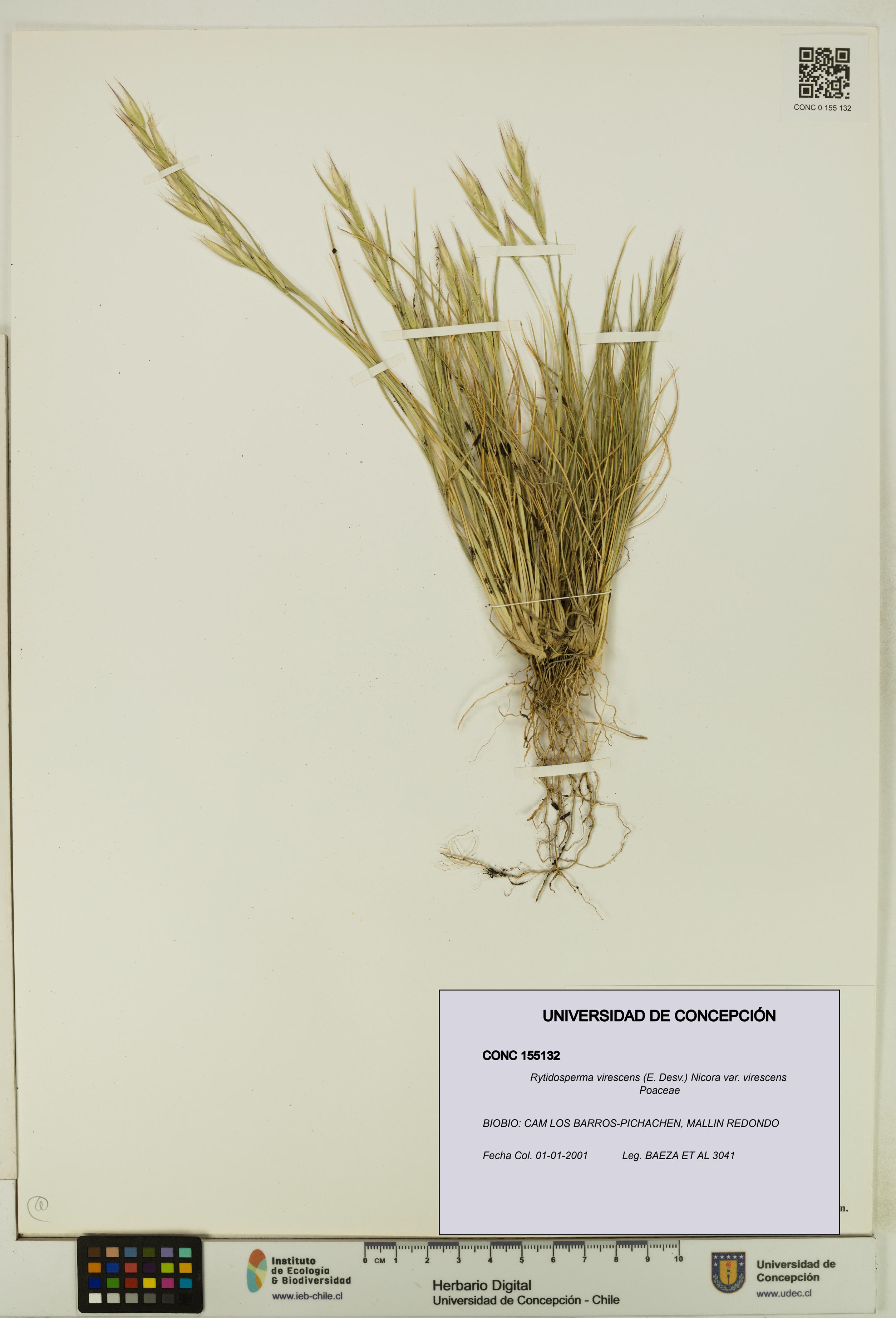 Rytidosperma virescens var. virescens [Espécimen: UDEC:CONC:0155132]