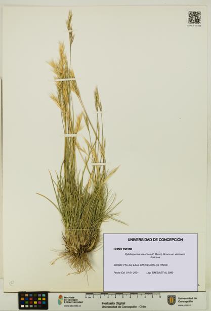 Rytidosperma virescens var. virescens [Espécimen: UDEC:CONC:0155133]