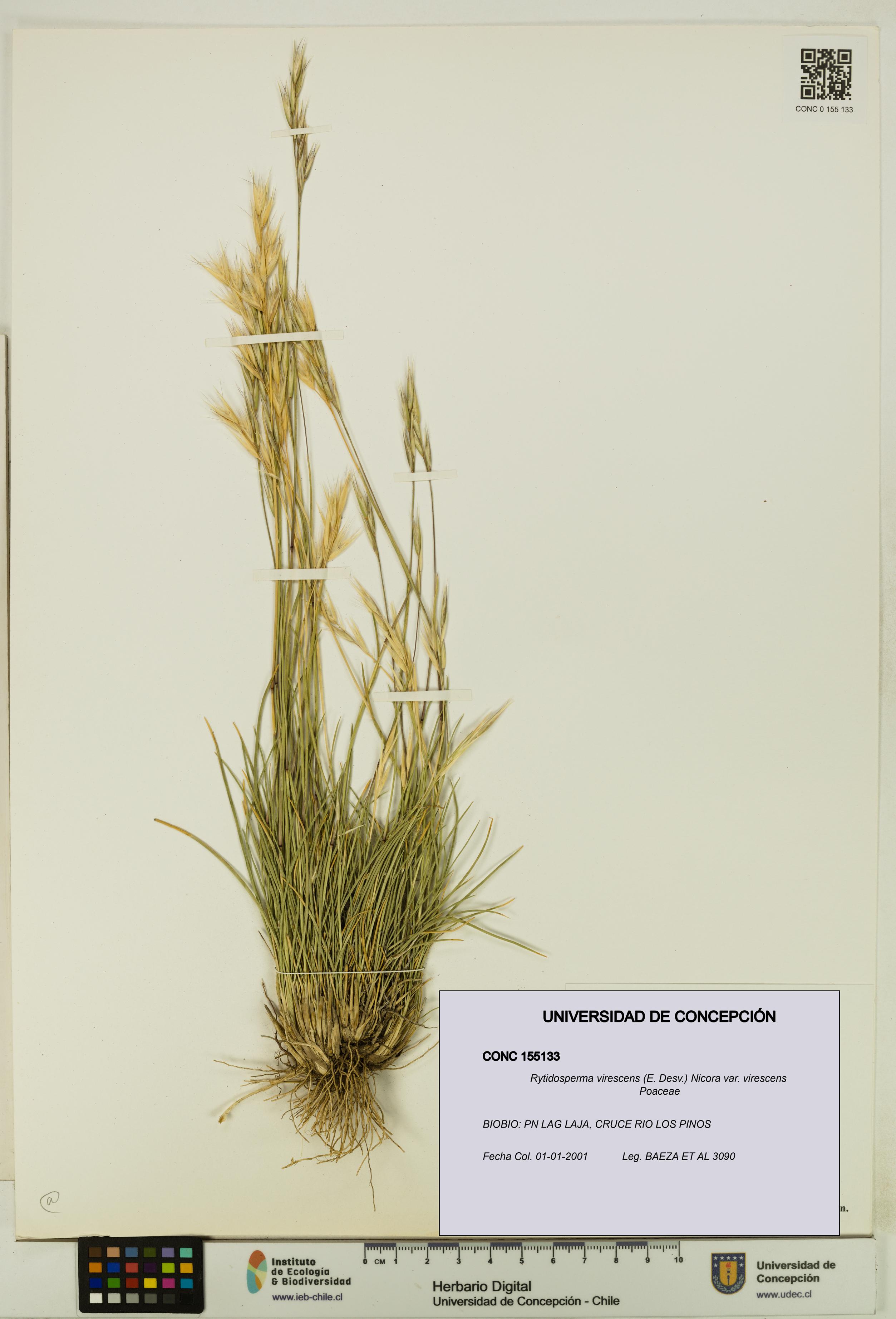 Rytidosperma virescens var. virescens [Espécimen: UDEC:CONC:0155133]