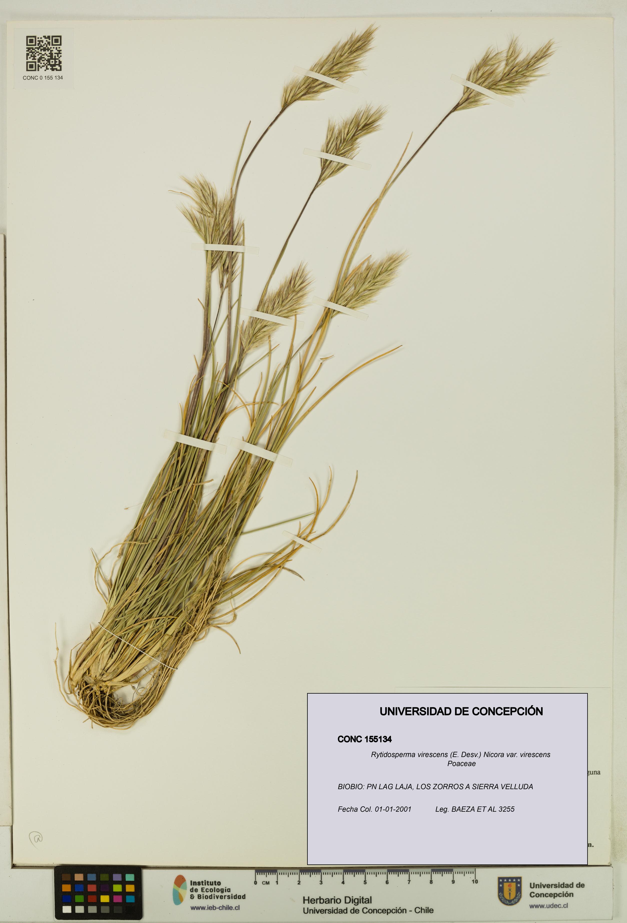 Rytidosperma virescens var. virescens [Espécimen: UDEC:CONC:0155134]