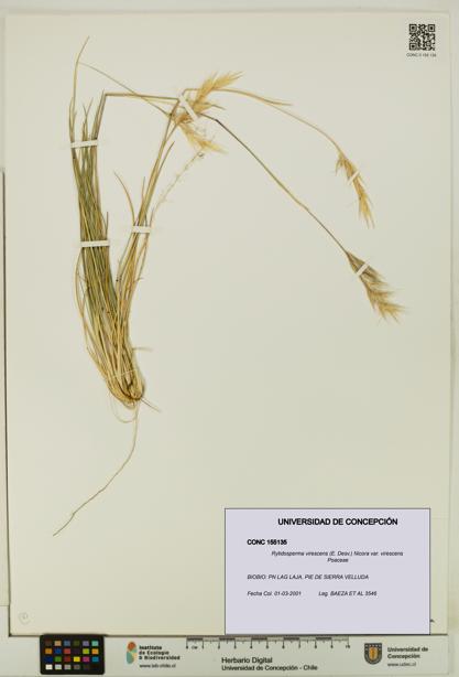 Rytidosperma virescens var. virescens [Espécimen: UDEC:CONC:0155135]