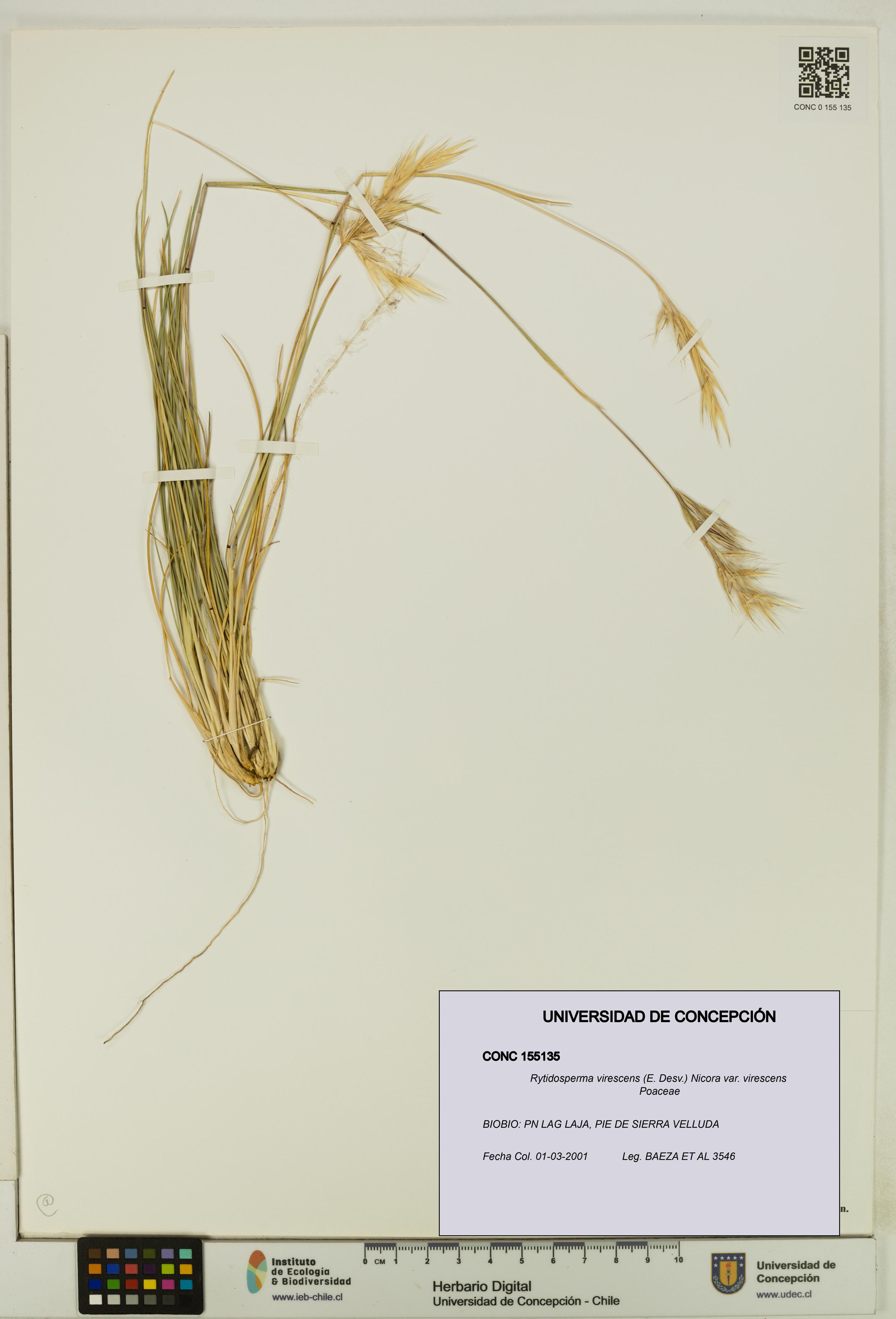 Rytidosperma virescens var. virescens [Espécimen: UDEC:CONC:0155135]