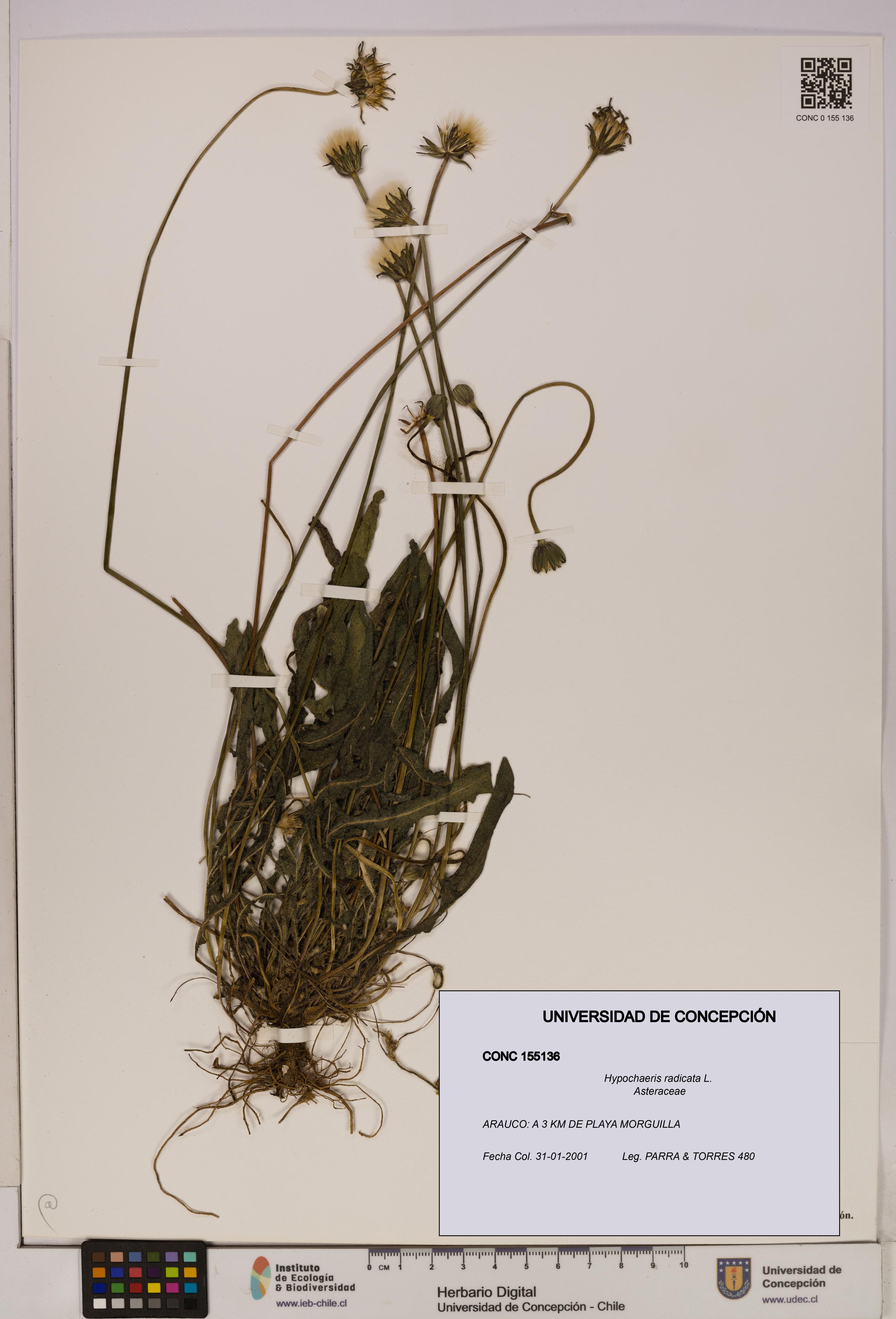 Hypochaeris radicata [Espécimen: UDEC:CONC:0155136]