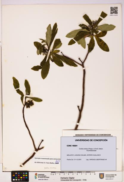 Ovidia andina [Espécimen: UDEC:CONC:0155201]