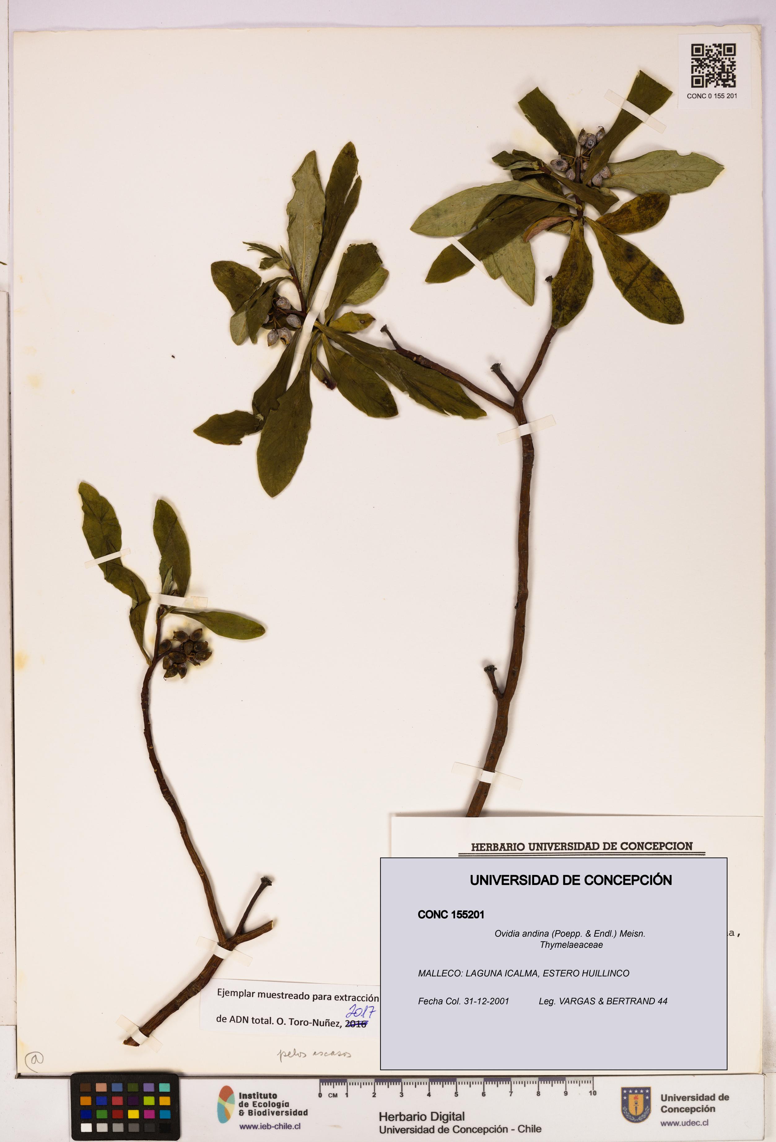 Ovidia andina [Espécimen: UDEC:CONC:0155201]