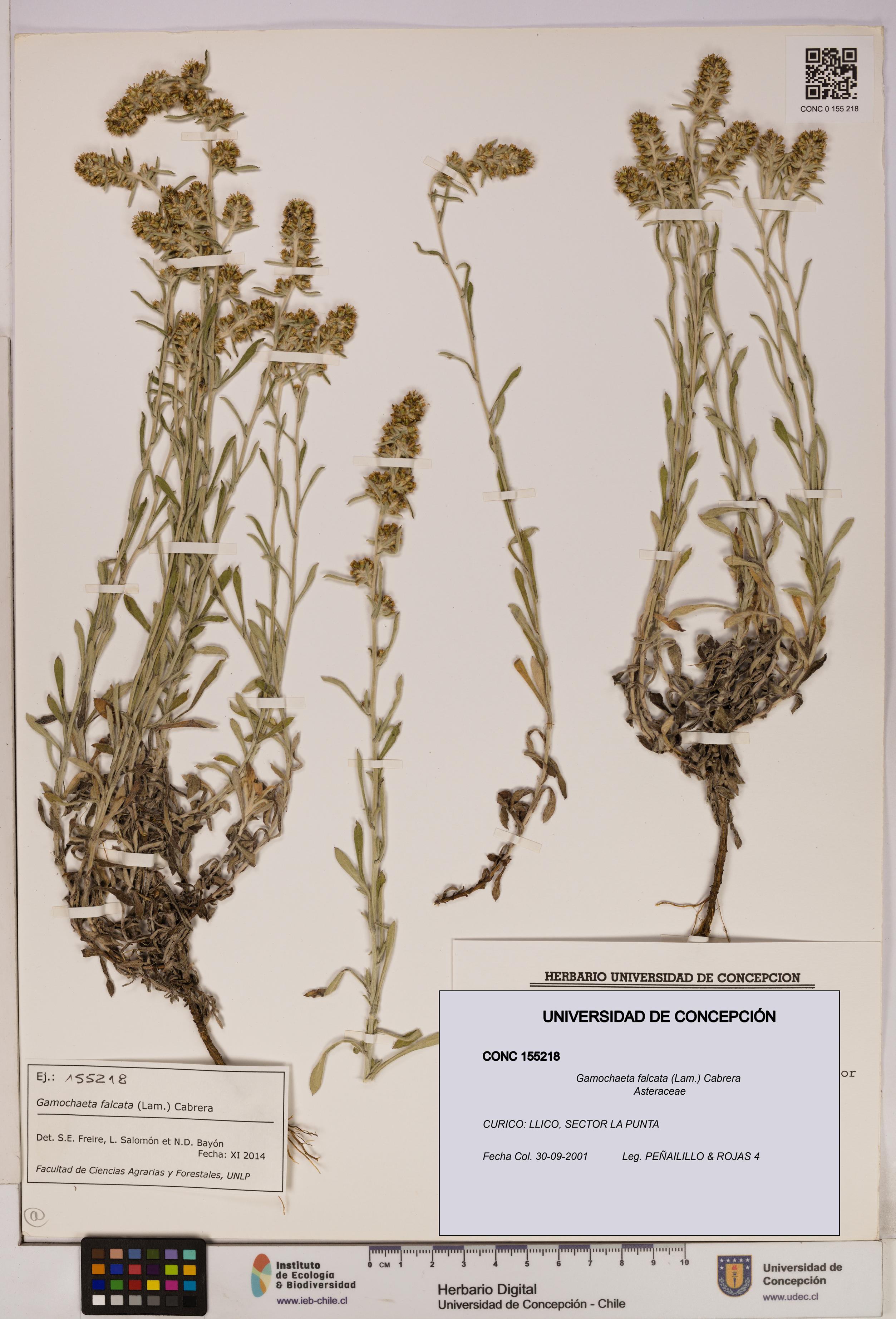Gamochaeta falcata [Espécimen: UDEC:CONC:0155218]
