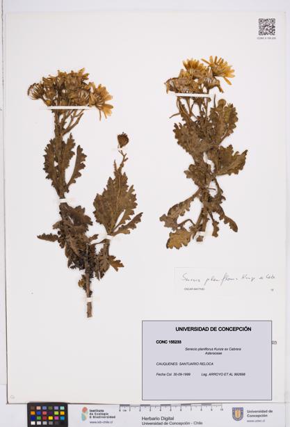 Senecio planiflorus [Espécimen: ]